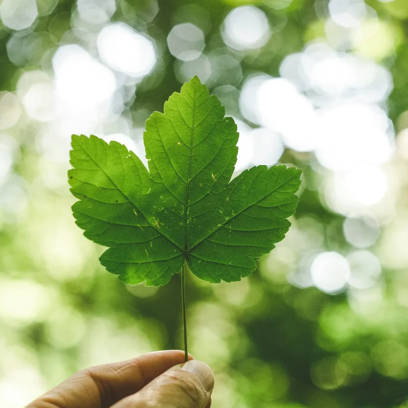 holding-leaf